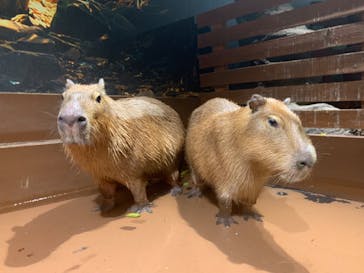 Moff animal world MARK IS みなとみらい店に投稿された画像（2022/2/3）