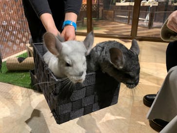 Moff animal world MARK IS みなとみらい店に投稿された画像（2022/2/3）