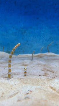 大分マリーンパレス水族館 「うみたまご」に投稿された画像（2022/2/3）