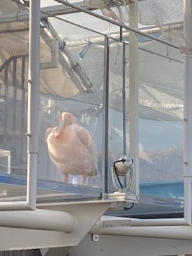 サンシャイン水族館に投稿された画像（2022/2/3）