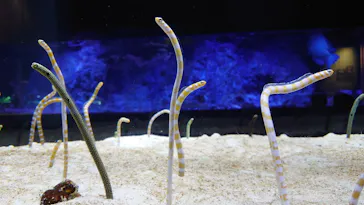 すみだ水族館に投稿された画像（2022/2/3）