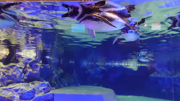 すみだ水族館に投稿された画像（2022/2/3）