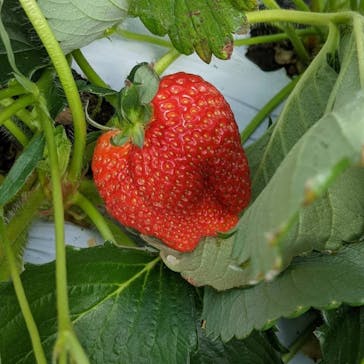 井上寅雄農園に投稿された画像（2022/2/3）