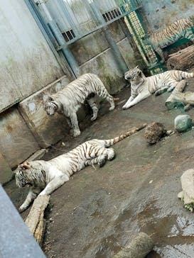 伊豆アニマルキングダムに投稿された画像（2022/2/3）