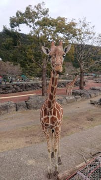 伊豆アニマルキングダムに投稿された画像（2022/2/3）