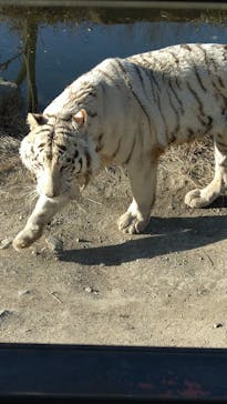 群馬サファリパークに投稿された画像（2022/2/3）