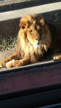 群馬サファリパークに投稿された画像（2022/2/3）