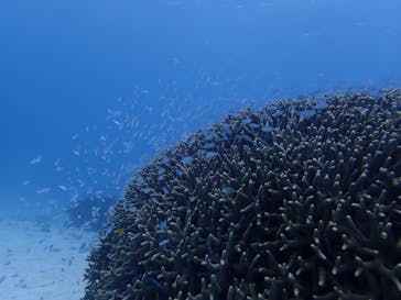 Step海ダイバーズ・スクール宮古島に投稿された画像（2022/2/3）