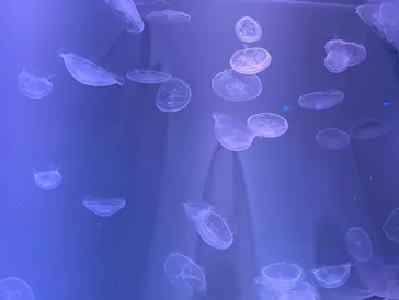 すみだ水族館に投稿された画像（2022/2/4）