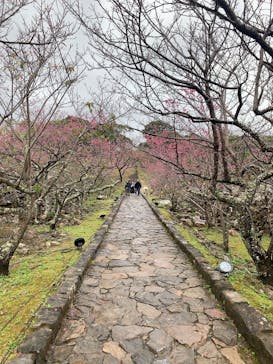 今帰仁城跡に投稿された画像（2022/2/4）