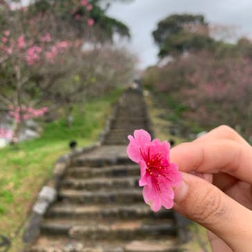 今帰仁城跡に投稿された画像（2022/2/4）