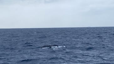 マリンクラブ ベリー 那覇店に投稿された画像（2022/2/5）