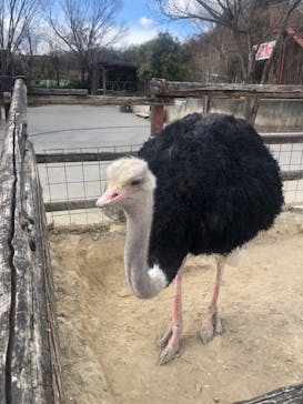 群馬サファリパークに投稿された画像（2022/2/5）