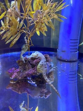 ゼロ距離水族館 伊勢シーパラダイスに投稿された画像（2022/2/5）