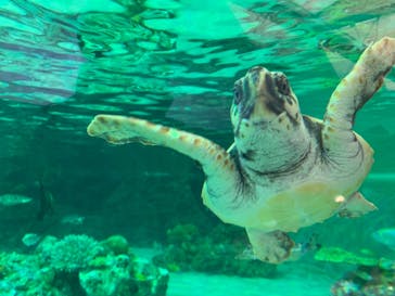 鴨川シーワールドに投稿された画像（2022/2/5）