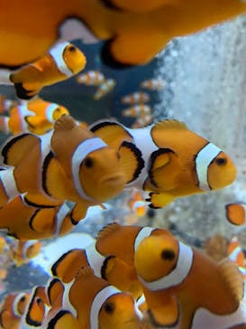 鴨川シーワールドに投稿された画像（2022/2/5）