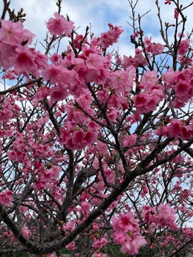 今帰仁城跡に投稿された画像（2022/2/5）