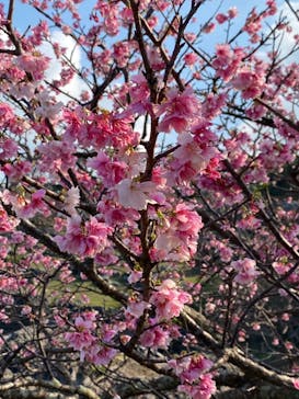 今帰仁城跡に投稿された画像（2022/2/5）