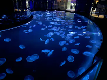 すみだ水族館に投稿された画像（2022/2/6）