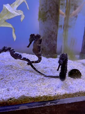 ゼロ距離水族館 伊勢シーパラダイスに投稿された画像（2022/2/6）