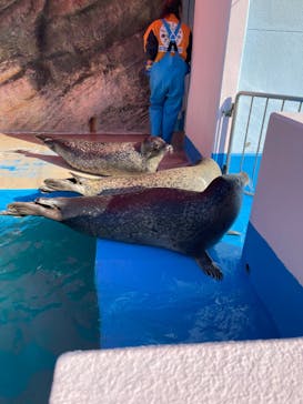 ゼロ距離水族館 伊勢シーパラダイスに投稿された画像（2022/2/6）