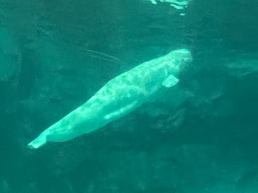 名古屋港水族館に投稿された画像（2022/2/6）