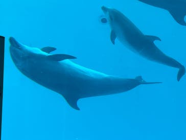 名古屋港水族館に投稿された画像（2022/2/6）