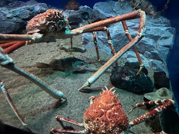 名古屋港水族館に投稿された画像（2022/2/6）