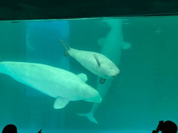 鴨川シーワールドに投稿された画像（2022/2/6）