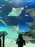 サンシャイン水族館に投稿された画像（2022/2/6）