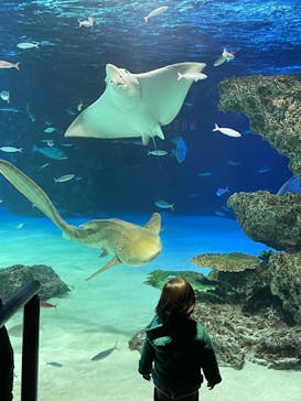 サンシャイン水族館に投稿された画像（2022/2/6）