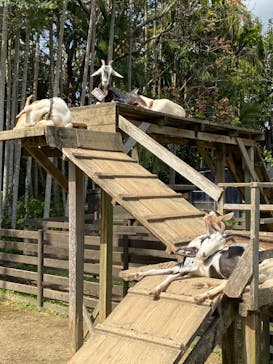 美らヤシパークオキナワ・東南植物楽園に投稿された画像（2022/2/6）