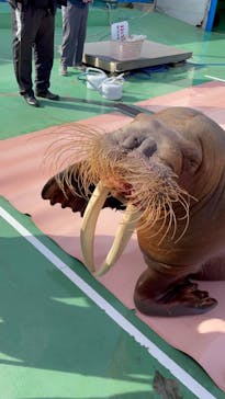 ゼロ距離水族館 伊勢シーパラダイスに投稿された画像（2022/2/6）