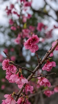 今帰仁城跡に投稿された画像（2022/2/6）