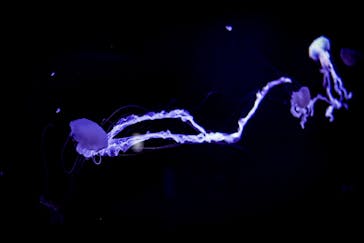 サンシャイン水族館に投稿された画像（2022/2/6）