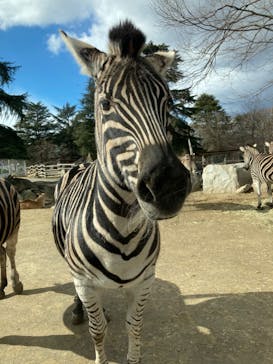 群馬サファリパークに投稿された画像（2022/2/6）