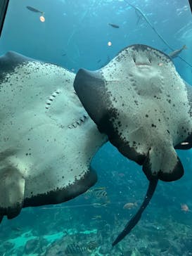 下田海中水族館に投稿された画像（2022/2/6）