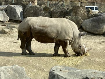 群馬サファリパークに投稿された画像（2022/2/6）