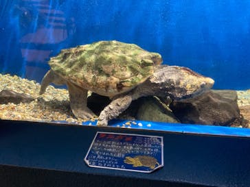 ゼロ距離水族館 伊勢シーパラダイスに投稿された画像（2022/2/6）