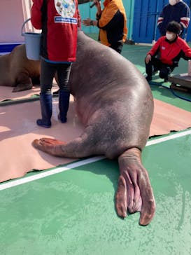 ゼロ距離水族館 伊勢シーパラダイスに投稿された画像（2022/2/6）
