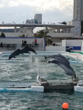 鴨川シーワールドに投稿された画像（2022/2/6）