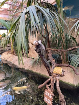 那須どうぶつ王国に投稿された画像（2022/2/6）