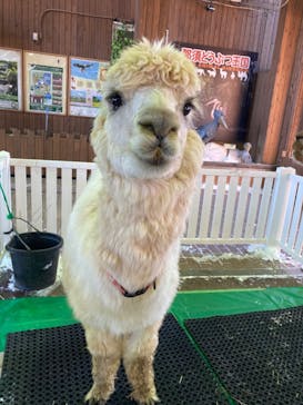 那須どうぶつ王国に投稿された画像（2022/2/6）