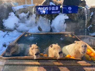 那須どうぶつ王国に投稿された画像（2022/2/6）