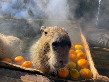 那須どうぶつ王国に投稿された画像（2022/2/6）