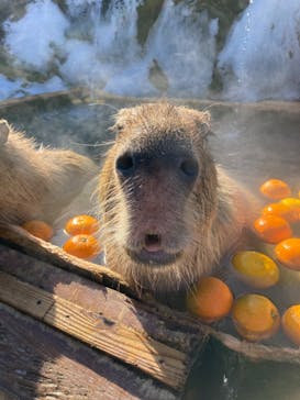 那須どうぶつ王国に投稿された画像（2022/2/6）