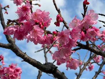 今帰仁城跡に投稿された画像（2022/2/6）