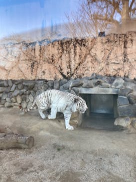 東武動物公園に投稿された画像（2022/2/6）