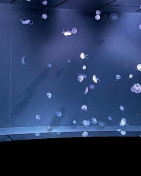 サンシャイン水族館に投稿された画像（2022/2/6）