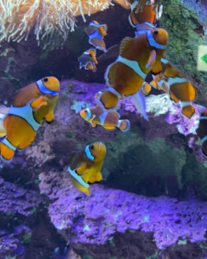 サンシャイン水族館に投稿された画像（2022/2/6）